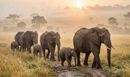 Organiser un safari tanzanie en famille avec un itinéraire personnalisé